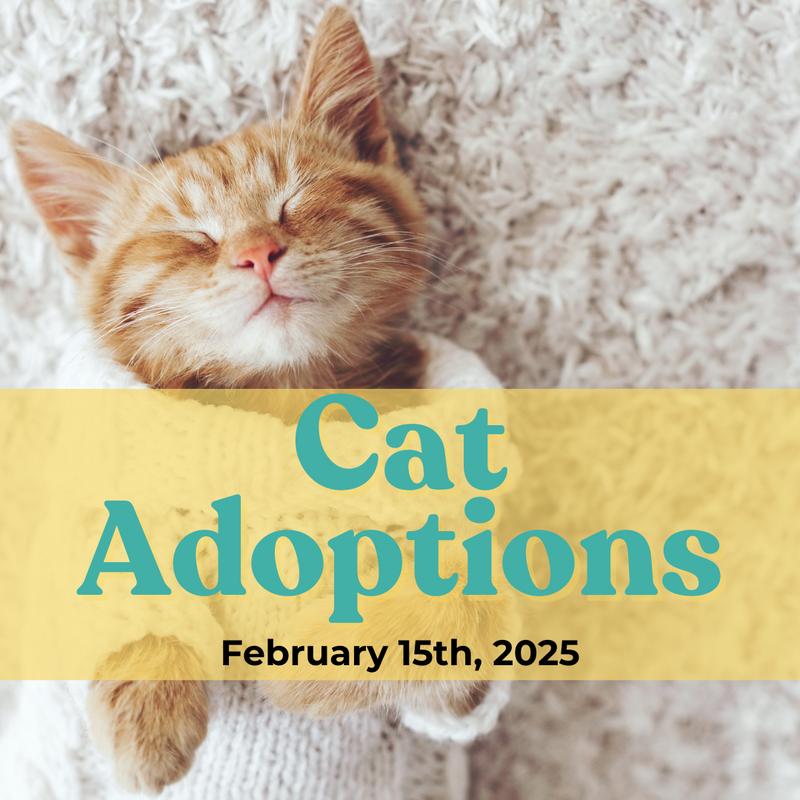 PET FRIEND CAT ADOPTIONS