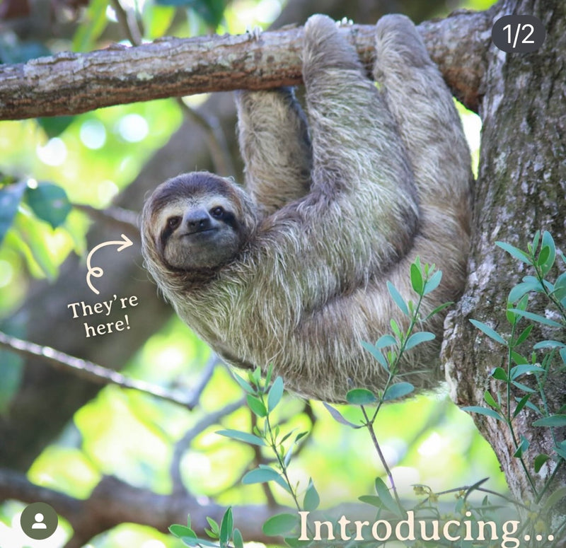 Fahlo Sloth